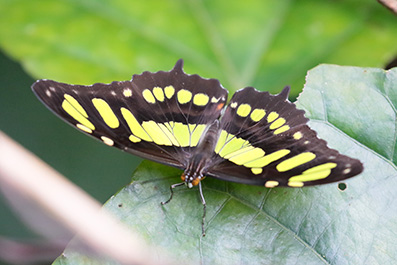 Page - Papilio Thoas